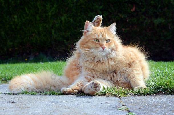 有趣的姜黄色猫放松