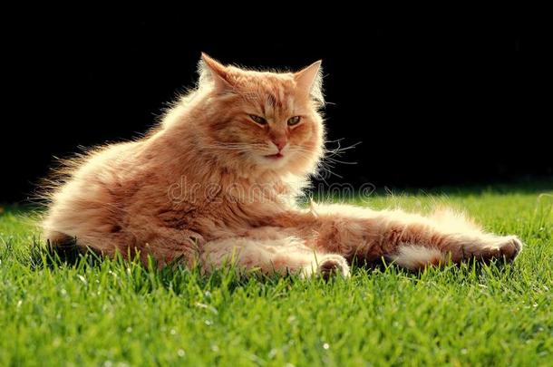 美丽的姜黄色猫在日落时放松