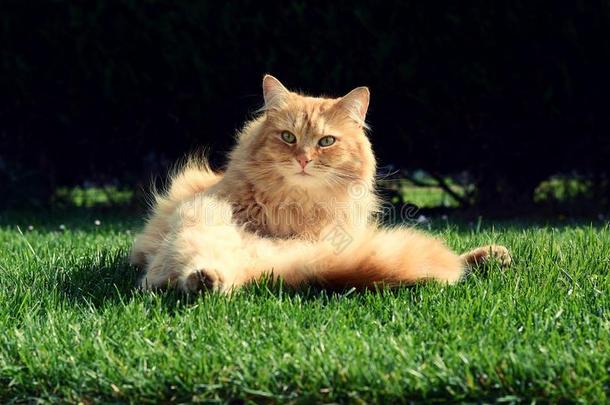 美丽的姜黄色猫在日落时放松