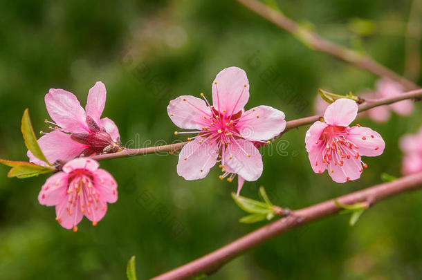 春花系列，桃花盛开