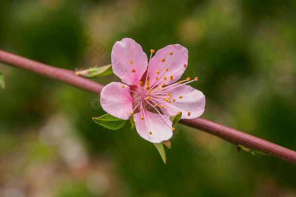 春<strong>花系列</strong>，桃<strong>花</strong>盛开