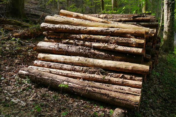 木材，黑森林里的一堆圆木