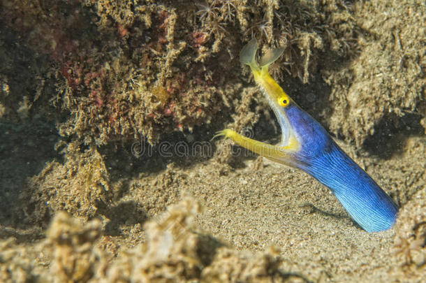 黄蓝鳗鱼画像