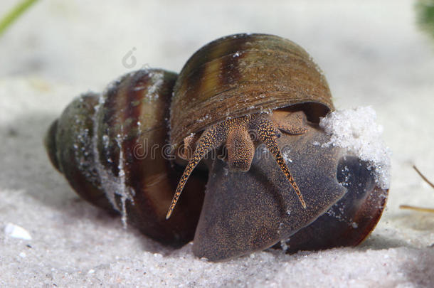 池塘底部的淡水蜗牛