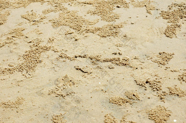 沙滩上的螃蟹斑纹