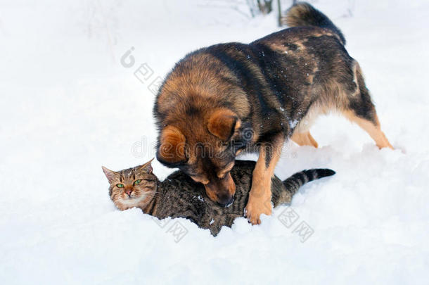 雪中的猫<strong>狗</strong>