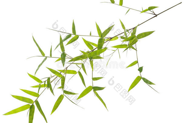 白上孤立的绿竹叶