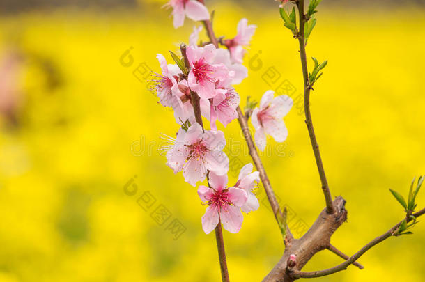 春花系列，油菜田桃花盛开