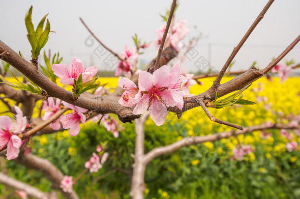 春<strong>花系列</strong>，油菜田桃<strong>花</strong>盛开