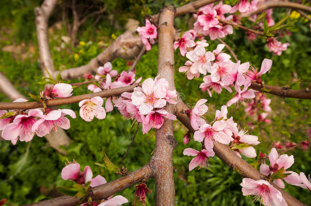 春<strong>花系列</strong>，油菜田桃<strong>花</strong>盛开