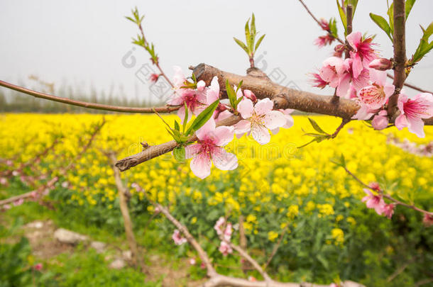 春花系列，油菜田桃花盛开