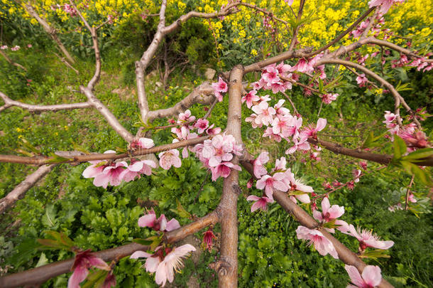 春<strong>花系列</strong>，油菜田桃<strong>花</strong>盛开