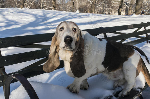 巴塞特猎犬