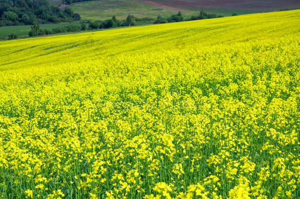 黄色油菜花盛开的田野