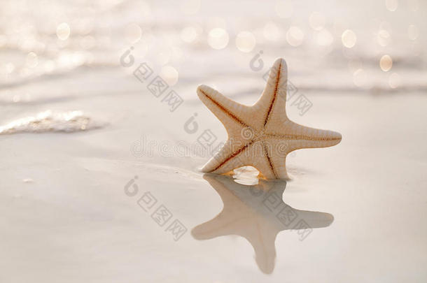 海星在佛罗里达州的海洋海滩上，柔和柔和的日出色