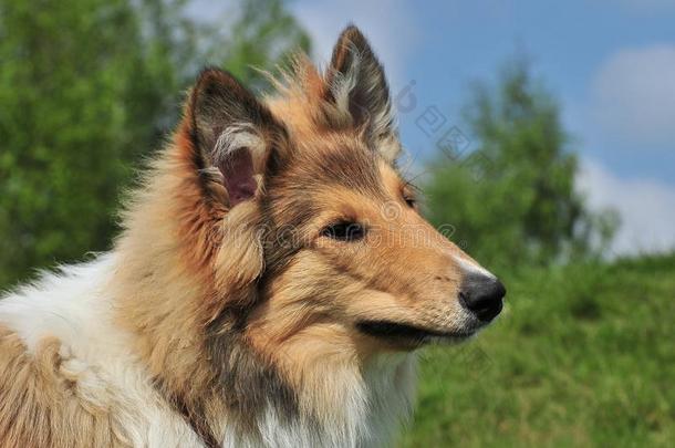 美洲牧羊犬