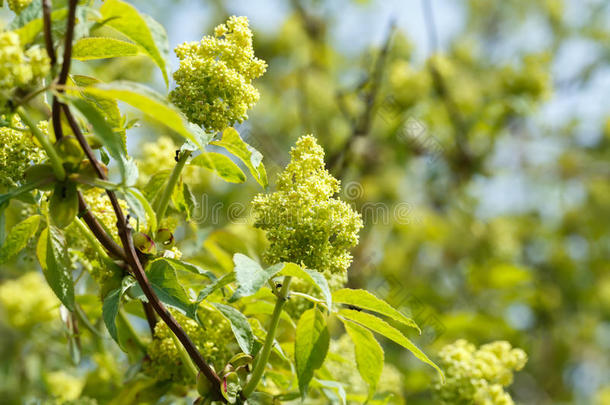 绿春天丁香花蕾