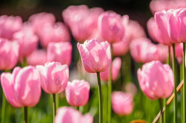 春花系列，粉色郁金香