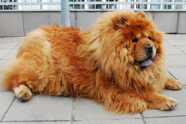 生活在欧洲城市的棕色周星狗。