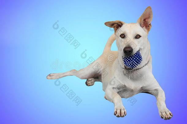 拉布拉多猎犬抱着蓝球被隔离
