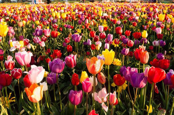 整齐的一排郁金香五颜六色的花瓣农民的灯泡农场