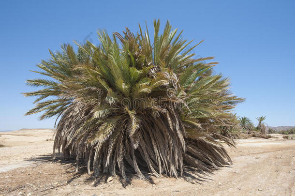 沙漠景观中的枣树