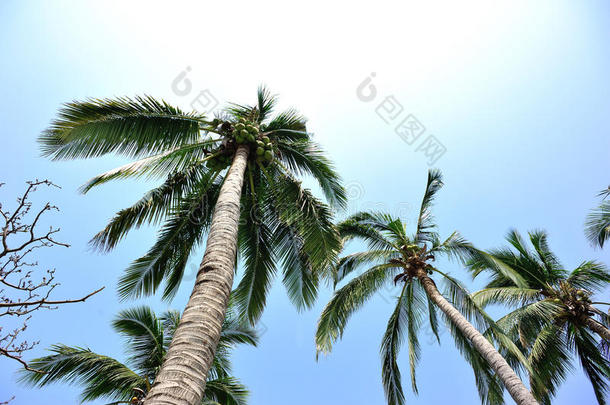 阳光明媚的天空衬托着美丽的棕榈树