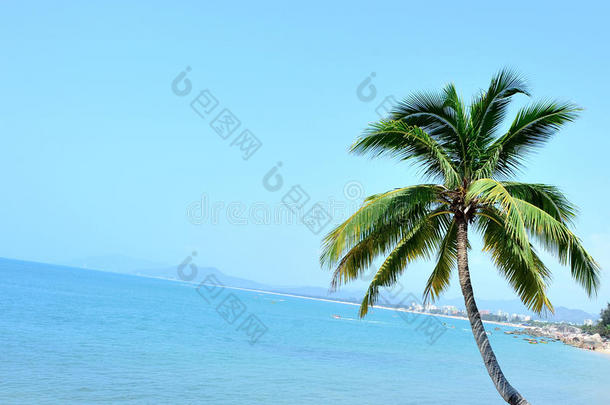 阳光明媚的海边有美丽的棕榈树