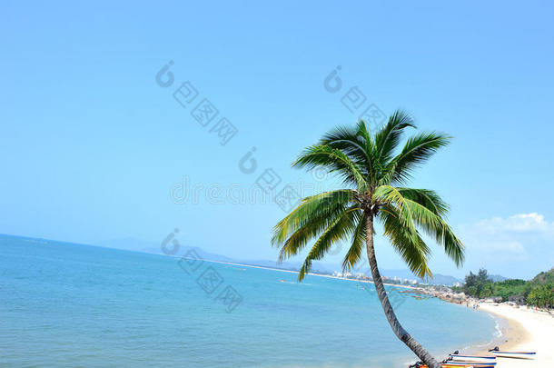 阳光明媚的海边有美丽的棕榈树