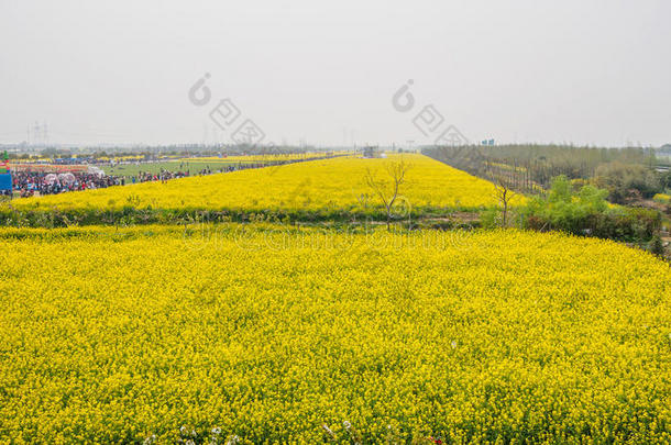 满地都是油菜的黄田（甘蓝型油菜）