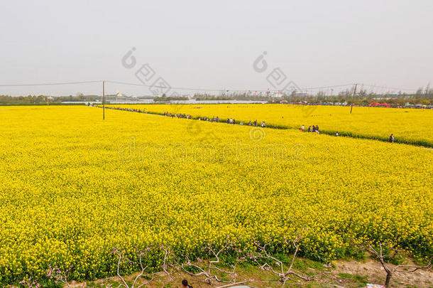 满地都是油菜的黄田（<strong>甘蓝</strong>型油菜）