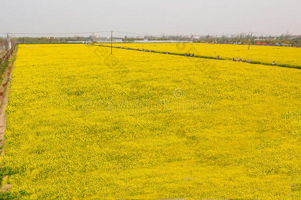 满地都是油菜的黄田（<strong>甘蓝</strong>型油菜）