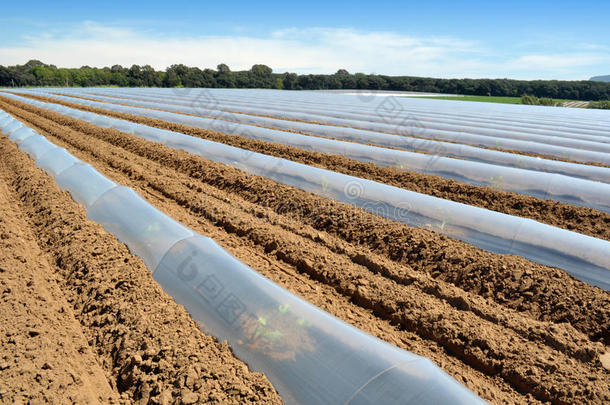蔬菜成行种植用聚乙烯毛毯保护的田地