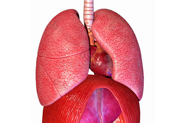 人的肺