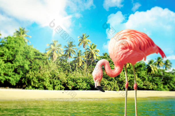 热带风光中的粉红色火烈鸟