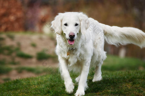 白金毛猎犬