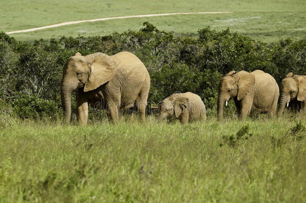 大象一家人散步