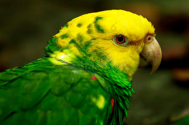黄头亚马逊鹦鹉画像