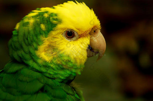 黄头亚马逊鹦鹉画像