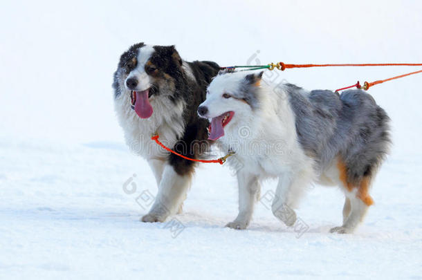 选秀犬比赛