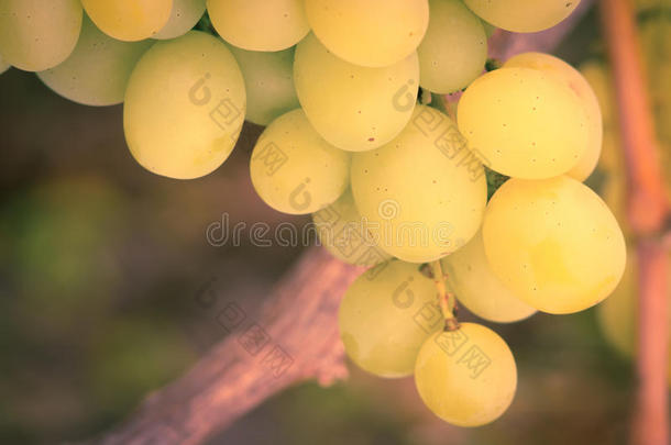 葡萄藤上的绿葡萄。白葡萄水果。
