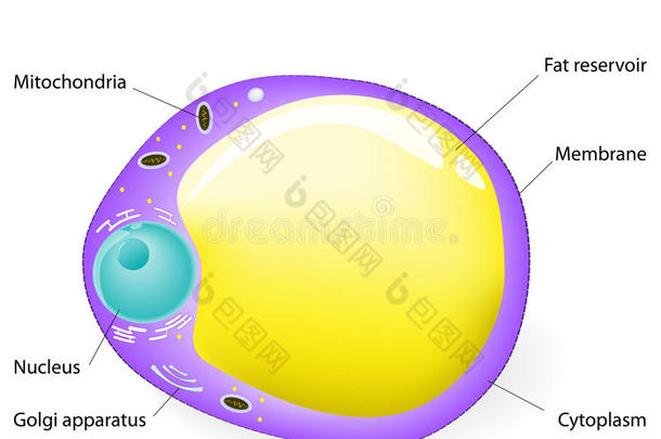 脂肪细胞结构。脂肪细胞