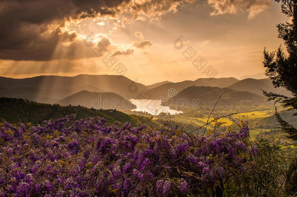 紫藤床湖景