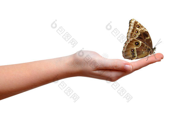 蝴蝶形态坐在手上