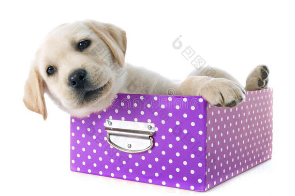 小狗拉布拉多猎犬在盒子里