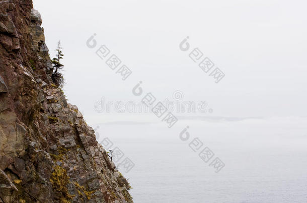 海边山崖上孤零零的松树