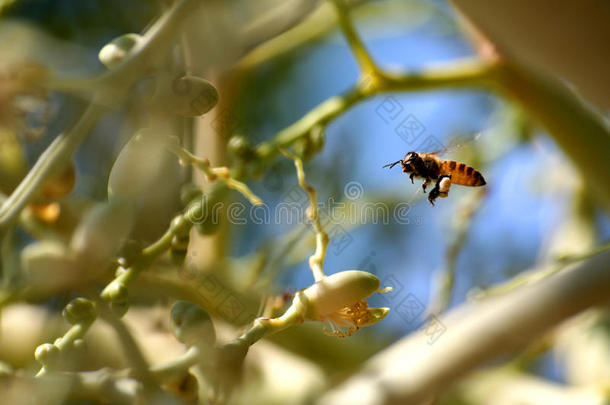 蜜蜂在花园里的槟榔树上飞来飞去