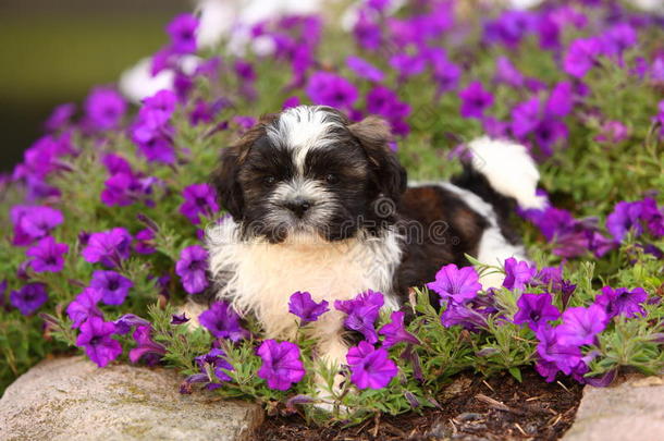 毛茸茸的石子小狗躺在花丛里