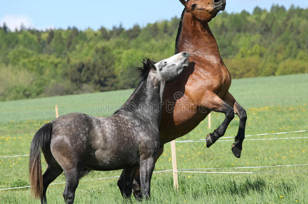 两匹漂亮的马在搏斗