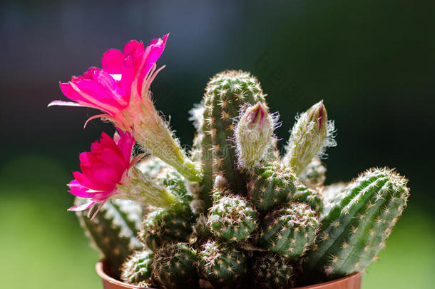 黄花菜